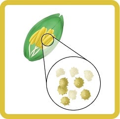 close up of grain pollen